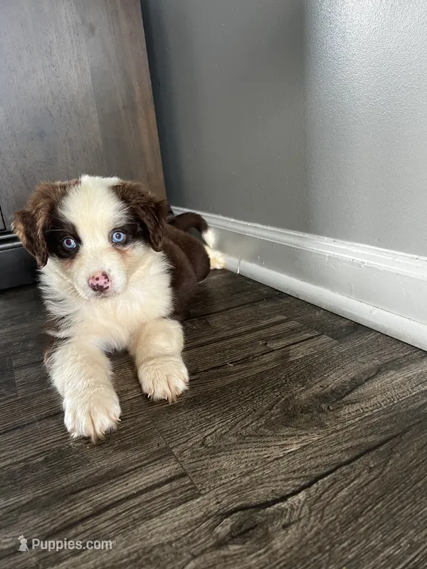 Luna – Australian Shepherd puppy for sale in Charlotte, NC