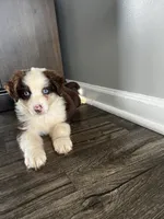 Luna, a female Australian Shepherd for sale in Charlotte, NC – 1 of 3