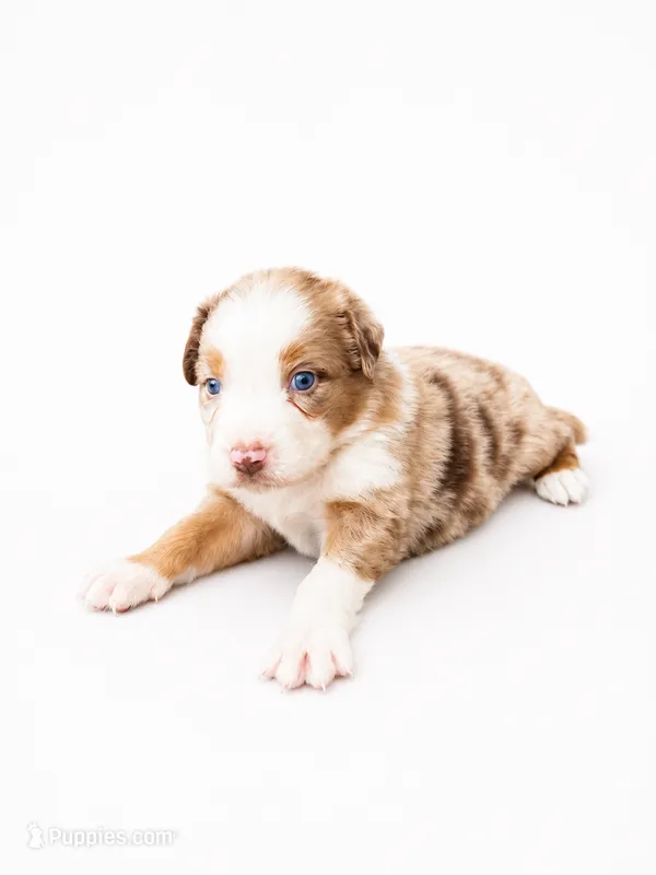 Canelo – Australian Shepherd puppy for sale in Charlotte, NC