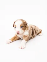 Canelo, a male Australian Shepherd for sale in Charlotte, NC – 1 of 2