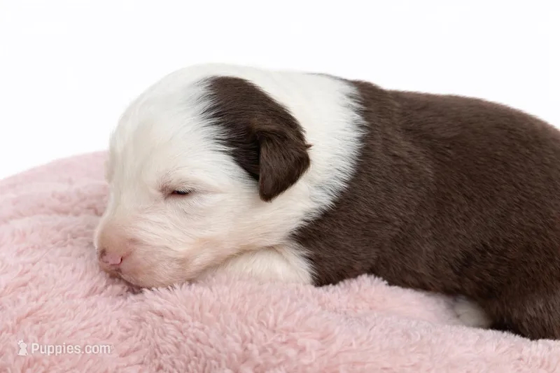 Nala, a female Australian Shepherd for sale in Charlotte, NC – Photo 1 of 1