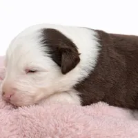 Nala, a female Australian Shepherd for sale in Charlotte, NC – Photo 3 of 3