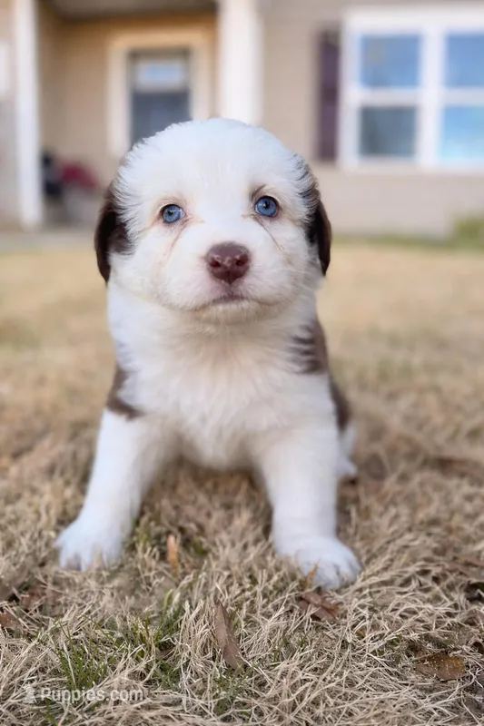 Nala – Australian Shepherd puppy for sale in Charlotte, NC