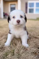 Nala, a female Australian Shepherd for sale in Charlotte, NC – Photo 1 of 3