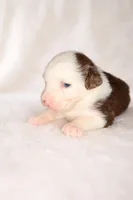 Nala, a female Australian Shepherd for sale in Charlotte, NC – Photo 2 of 3