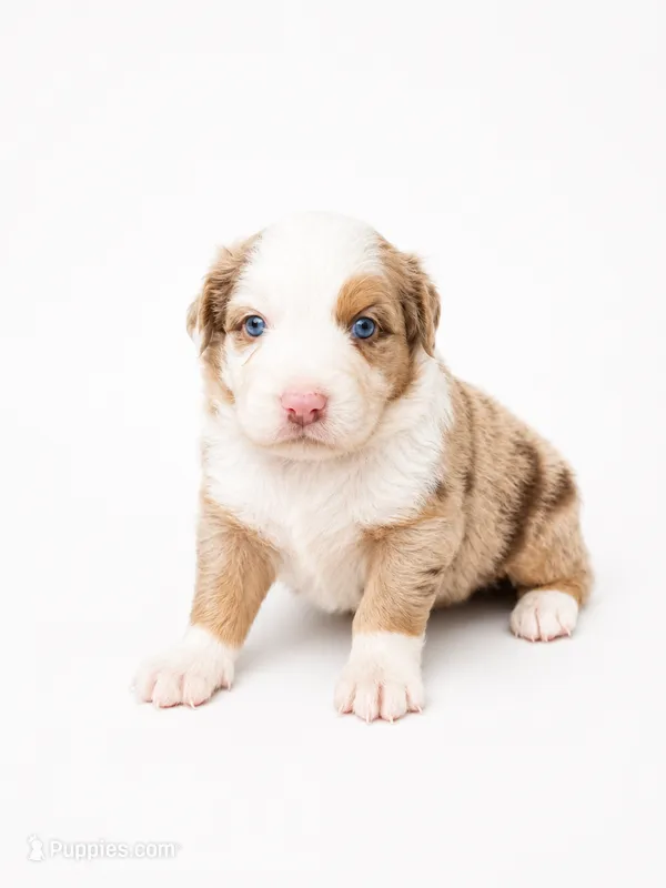 Rocky – Australian Shepherd puppy for sale in Charlotte, NC
