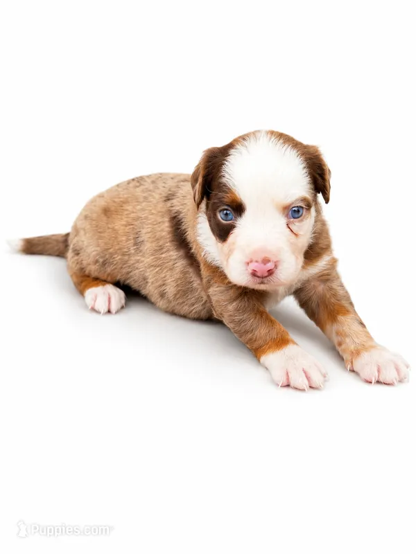 Nala – Australian Shepherd puppy for sale in Charlotte, NC