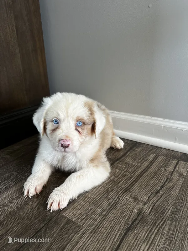 Milo – Australian Shepherd puppy for sale in Charlotte, NC