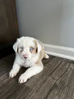 Milo, a male Australian Shepherd for sale in Charlotte, NC – 1 of 3
