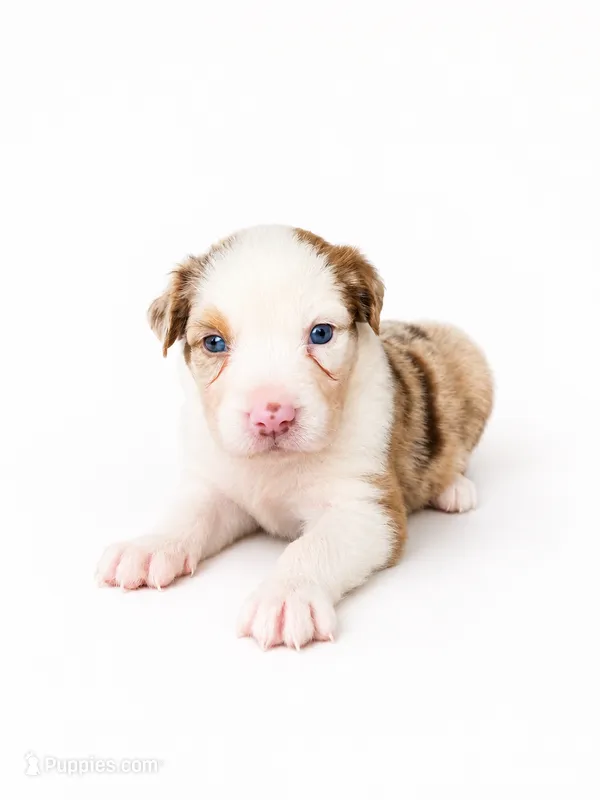 Bella – Australian Shepherd puppy for sale in Charlotte, NC