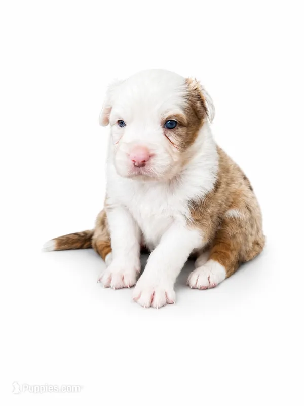 Milo – Australian Shepherd puppy for sale in Charlotte, NC