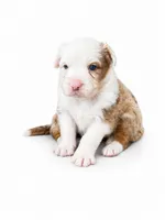 Milo, a male Australian Shepherd for sale in Charlotte, NC – 2 of 3