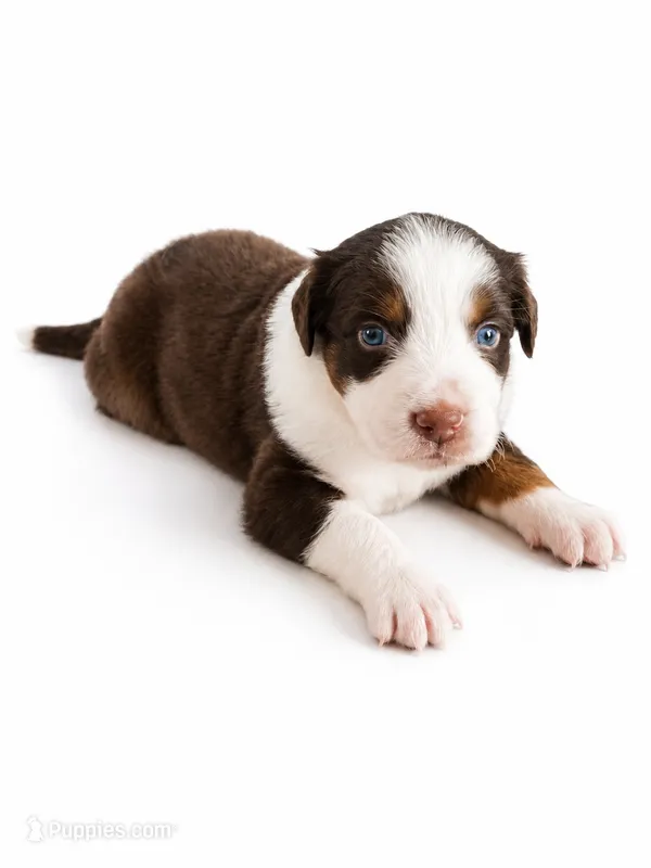 Bruno – Australian Shepherd puppy for sale in Charlotte, NC