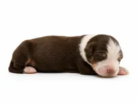 Bruno, a male Australian Shepherd for sale in Charlotte, NC – 1 of 1