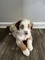Max, a male Australian Shepherd for sale in Charlotte, NC – 1 of 3