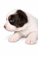 Daisy, a female Australian Shepherd for sale in Charlotte, NC – Photo 2 of 3