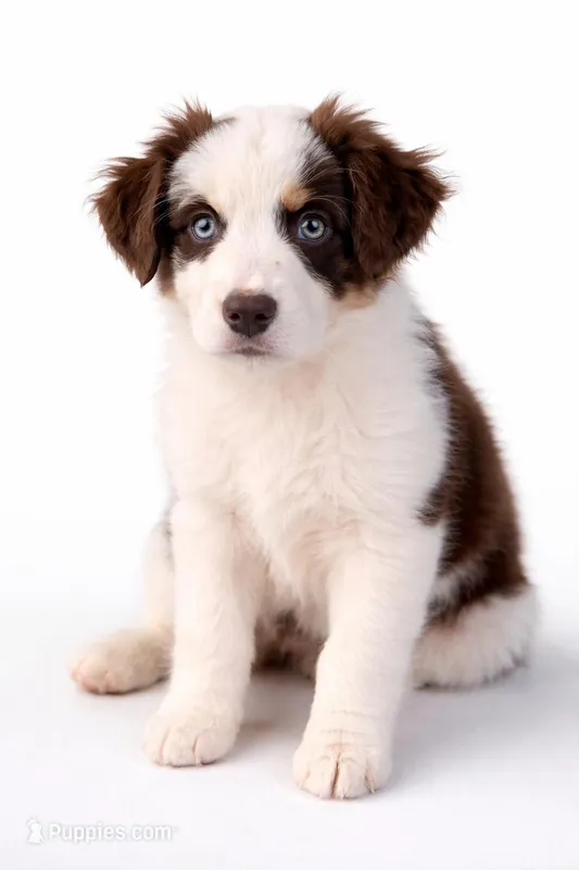 Daisy – Australian Shepherd puppy for sale in Charlotte, NC