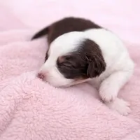 Daisy, a female Australian Shepherd for sale in Charlotte, NC – Photo 3 of 3