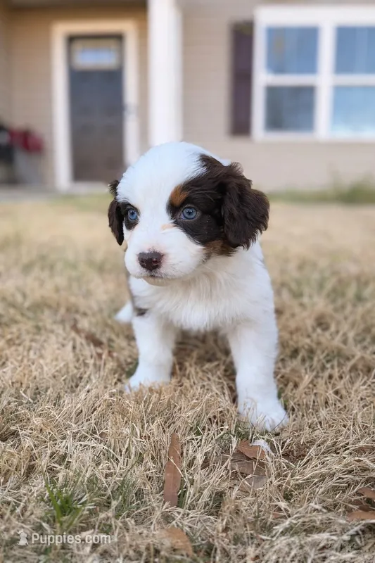Daisy – Australian Shepherd puppy for sale in Charlotte, NC