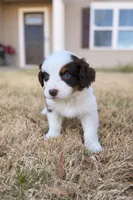 Daisy, a female Australian Shepherd for sale in Charlotte, NC – Photo 1 of 3