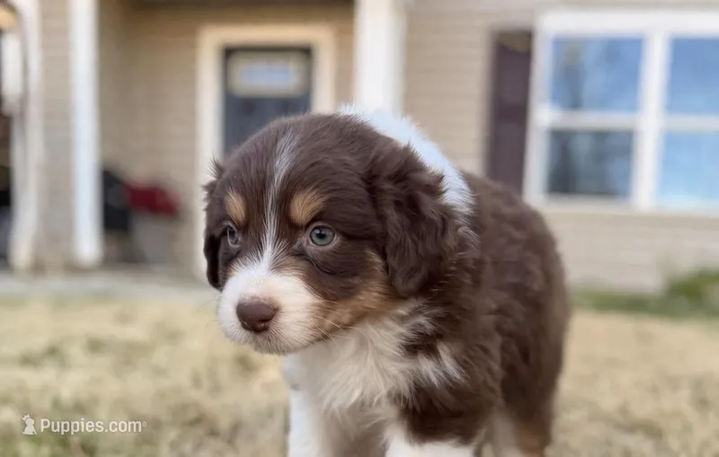 Luna – Australian Shepherd puppy for sale in Charlotte, NC