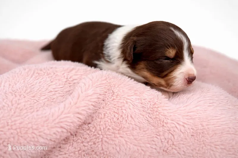 Luna, a female Australian Shepherd for sale in Charlotte, NC – Photo 1 of 1