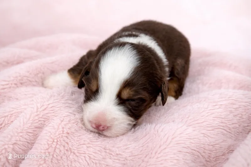 Sopotty, a male Australian Shepherd for sale in Charlotte, NC – Photo 1 of 1