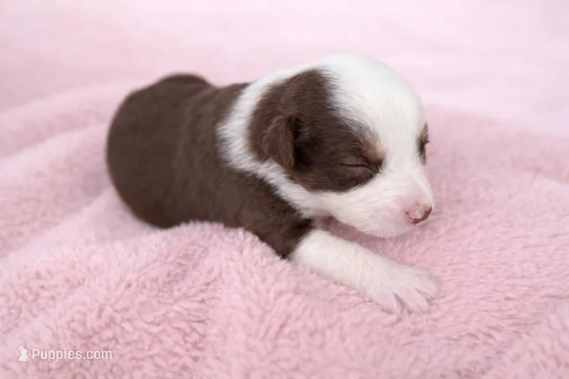 Max, a male Australian Shepherd for sale in Charlotte, NC – Photo 1 of 1