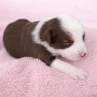 Max, a male Australian Shepherd for sale in Charlotte, NC – Photo 3 of 3