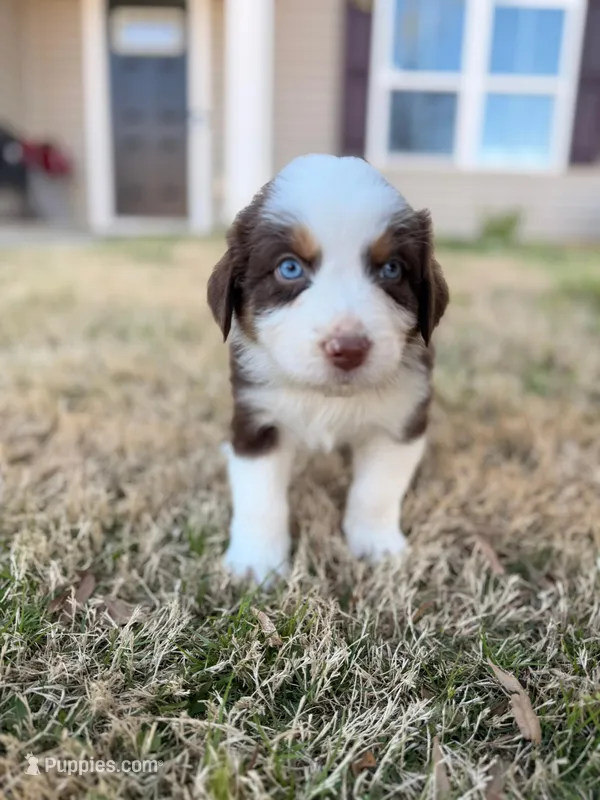 Max – Australian Shepherd puppy for sale in Charlotte, NC