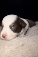 Max, a male Australian Shepherd for sale in Charlotte, NC – Photo 2 of 3