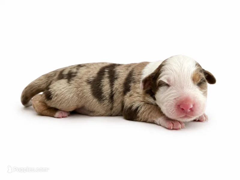 Rocky – Australian Shepherd puppy for sale in Charlotte, NC