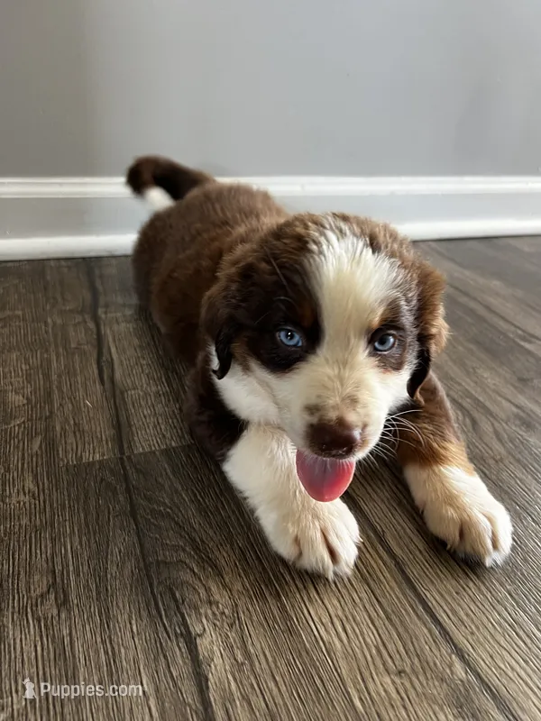 Bruno – Australian Shepherd puppy for sale in Charlotte, NC
