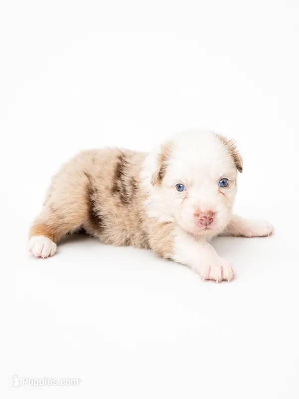 Karla – Australian Shepherd puppy for sale in Charlotte, NC