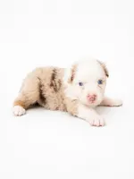Kiara, a female Australian Shepherd for sale in Charlotte, NC – 2 of 3