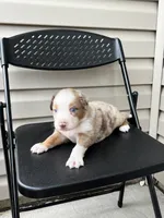 Max, a male Australian Shepherd for sale in Charlotte, NC – 2 of 3