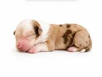 Canela, a female Australian Shepherd for sale in Charlotte, NC – 1 of 1