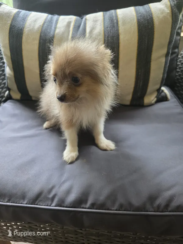Charles – Pomeranian puppy for sale in Lumberton, MS