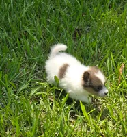 Patches, a male Pomeranian for sale in Lumberton, MS – 3 of 3