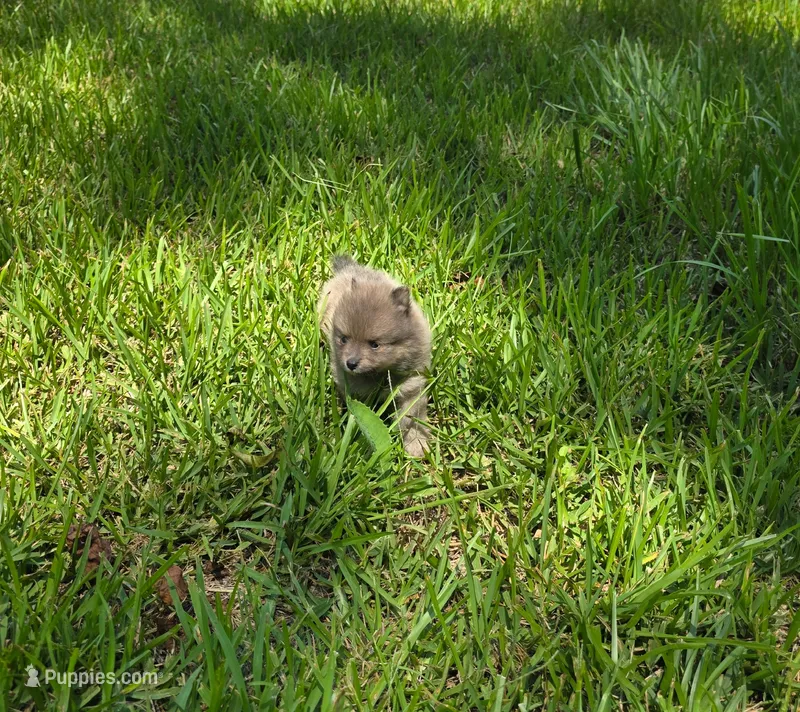 Flynn – Pomeranian puppy for sale in Lumberton, MS