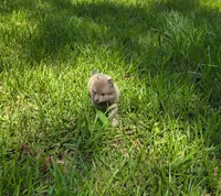 Flynn, a male Pomeranian for sale in Lumberton, MS – 1 of 2