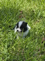 Byron, a male Pomeranian for sale in Lumberton, MS – 3 of 3