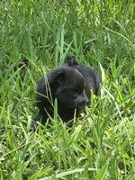 Chunky, a male Pomeranian for sale in Lumberton, MS – 2 of 2