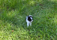 Byron, a male Pomeranian for sale in Lumberton, MS – 2 of 3