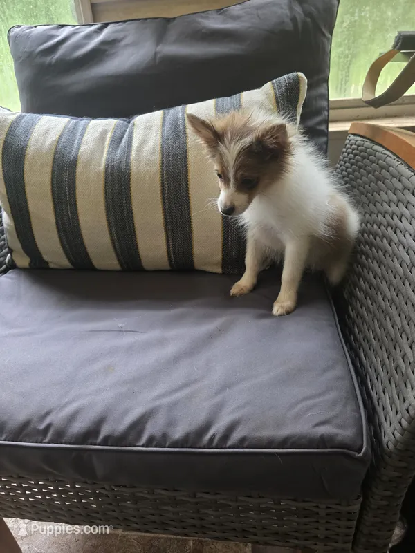 Patches – Pomeranian puppy for sale in Lumberton, MS
