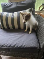 Patches, a male Pomeranian for sale in Lumberton, MS – 1 of 2