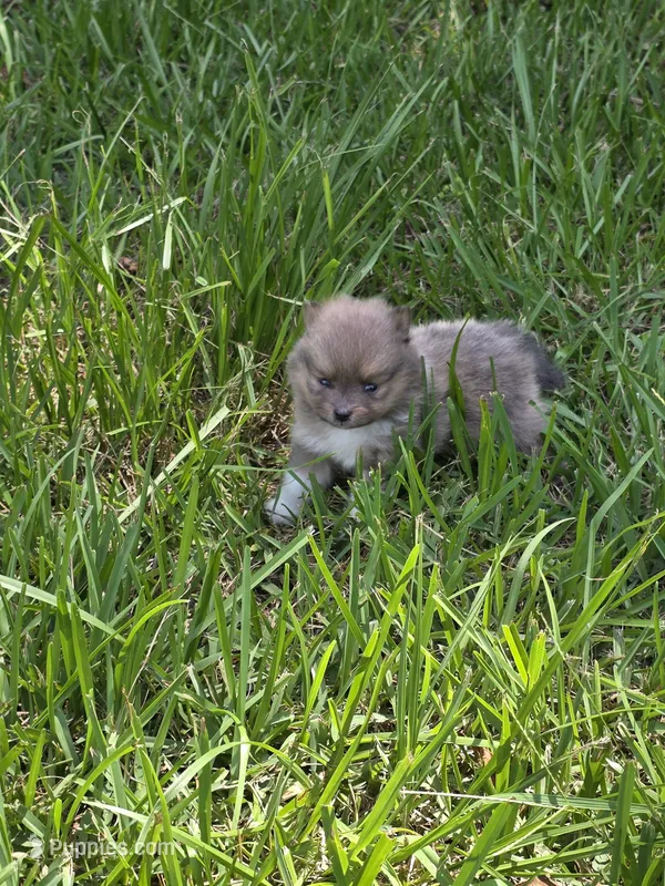 Charles – Pomeranian puppy for sale in Lumberton, MS