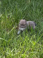 Charles, a male Pomeranian for sale in Lumberton, MS – 1 of 4
