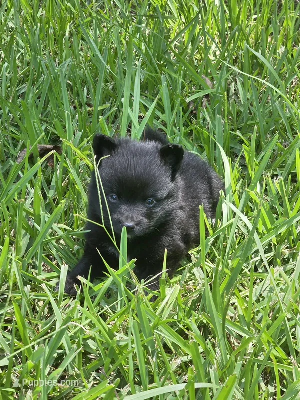 Chunky – Pomeranian puppy for sale in Lumberton, MS