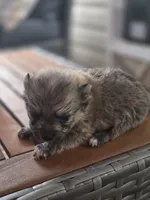 Algernon, a male Pomeranian for sale in Lumberton, MS – 3 of 4